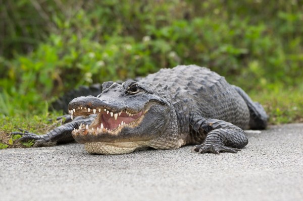 barefoot man wrestles alligator