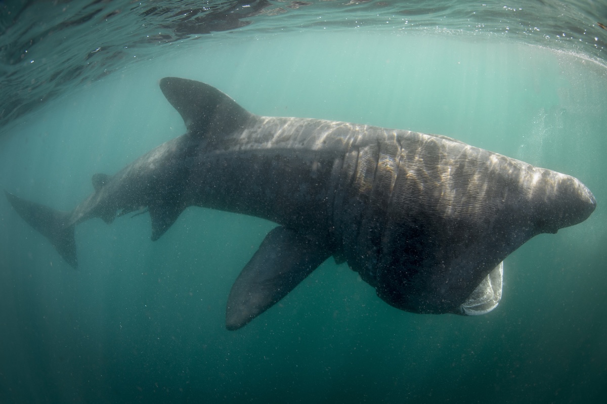 Basking shark breach