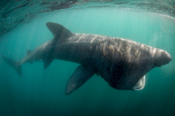 Basking shark breach