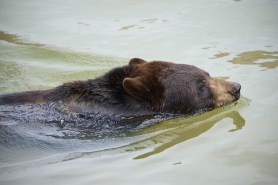 bear and cub backyard kiddie pool