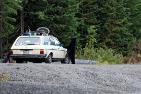 bear family honking car horn