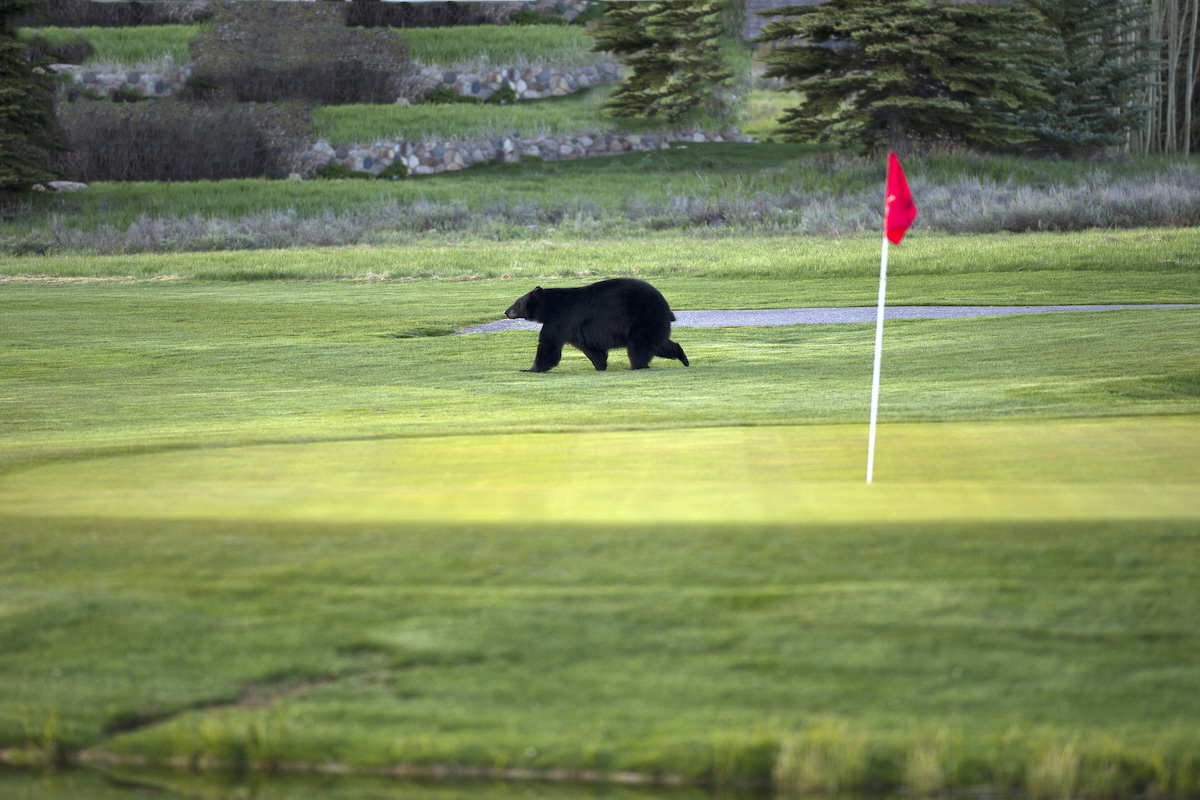 bears golf course