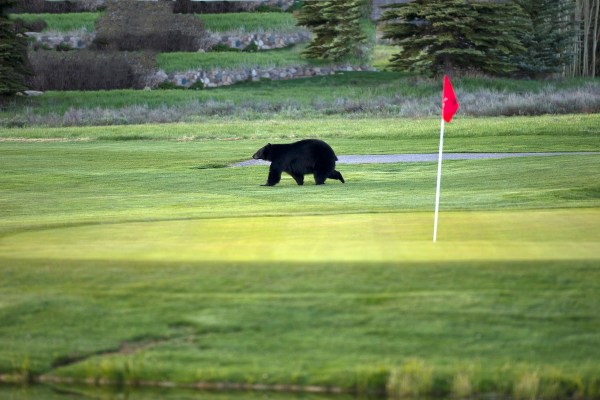 bears golf course