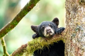 black bear cub tangled soccer net