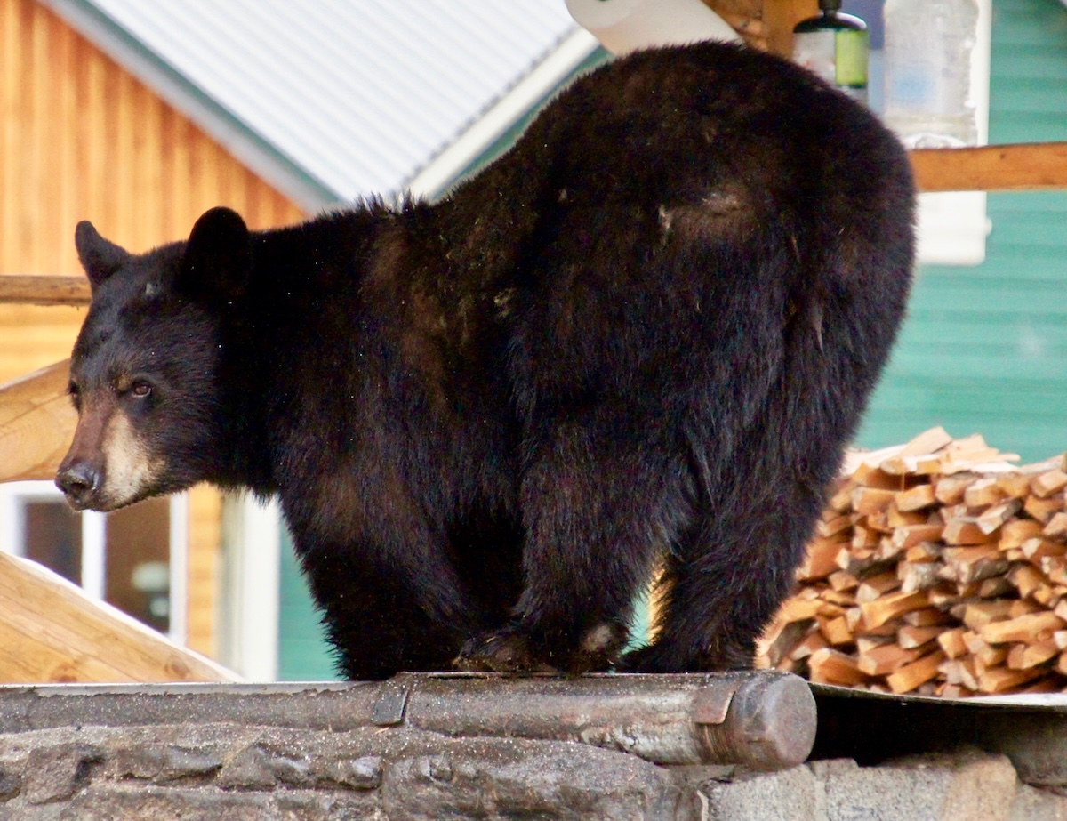 black bear groceries