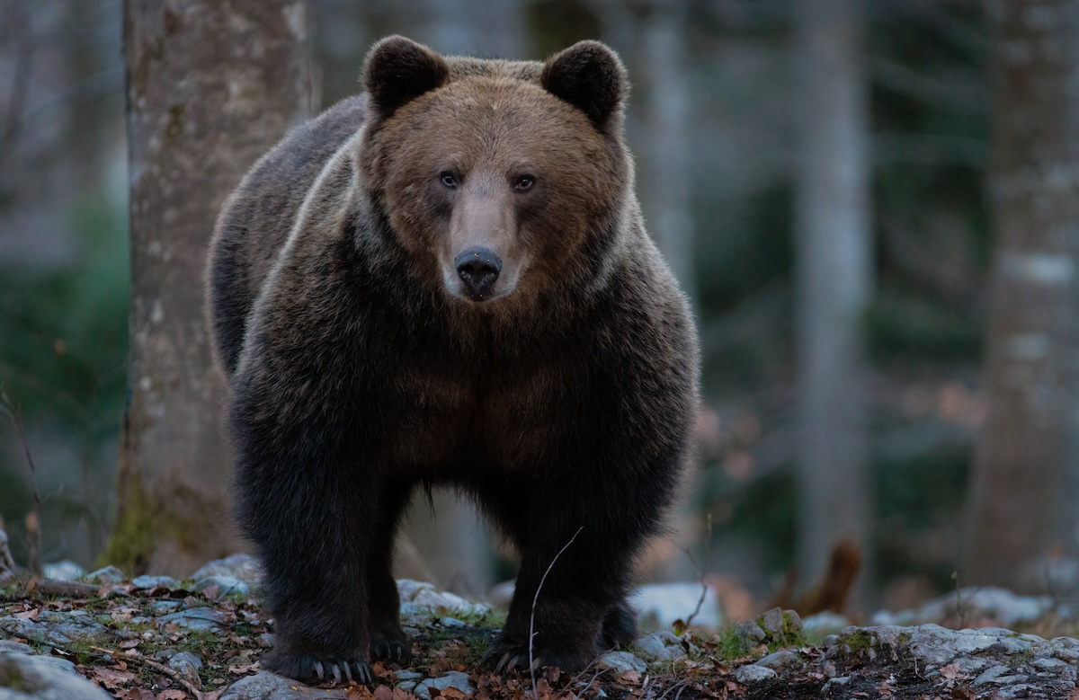 brown bear attack walking dog Slovenia