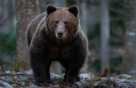 brown bear attack walking dog Slovenia