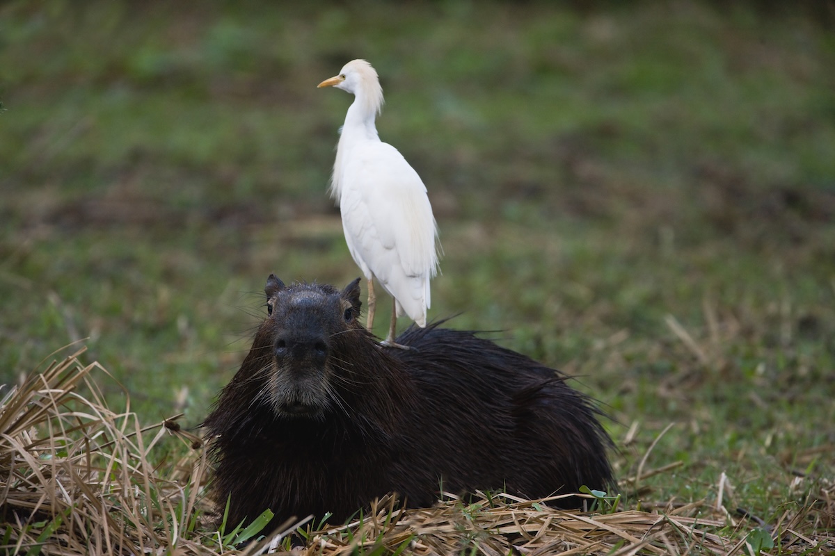 Capybara heron