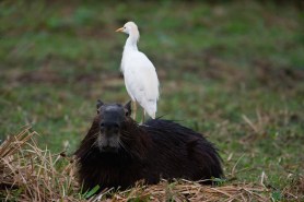 Capybara heron