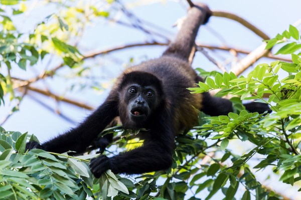 capuchins abducting howler monkeys