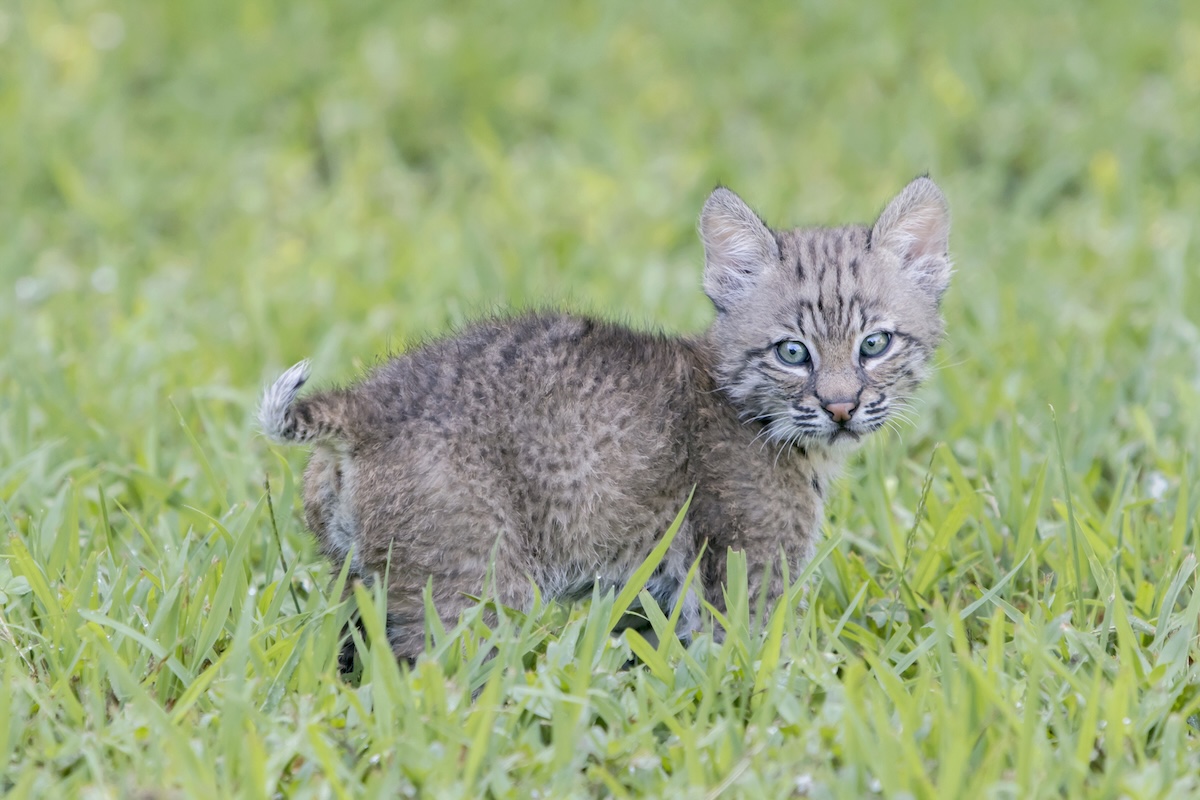 chased by baby bobcat