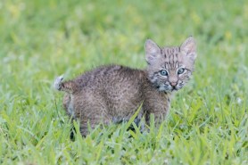 chased by baby bobcat