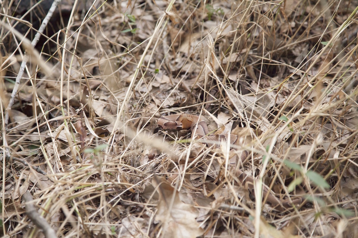 Copperhead camouflage