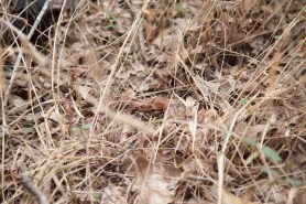 Copperhead camouflage
