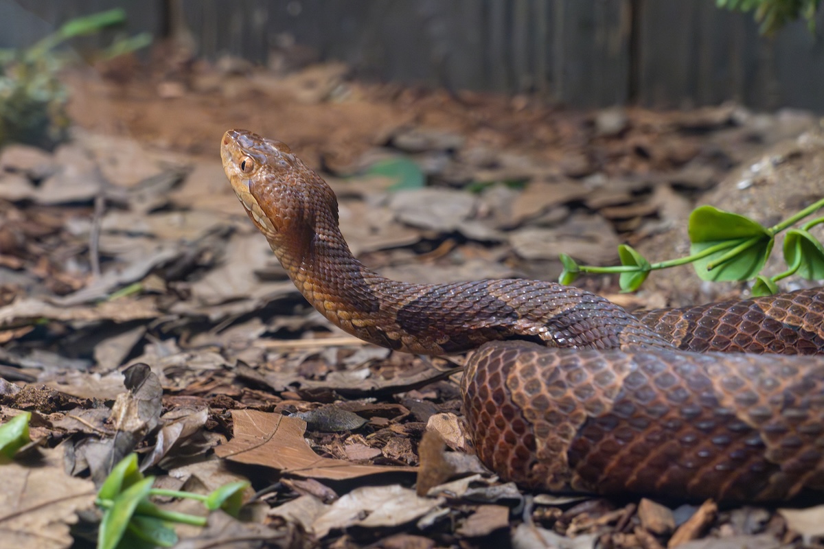 venomous snake cyclist