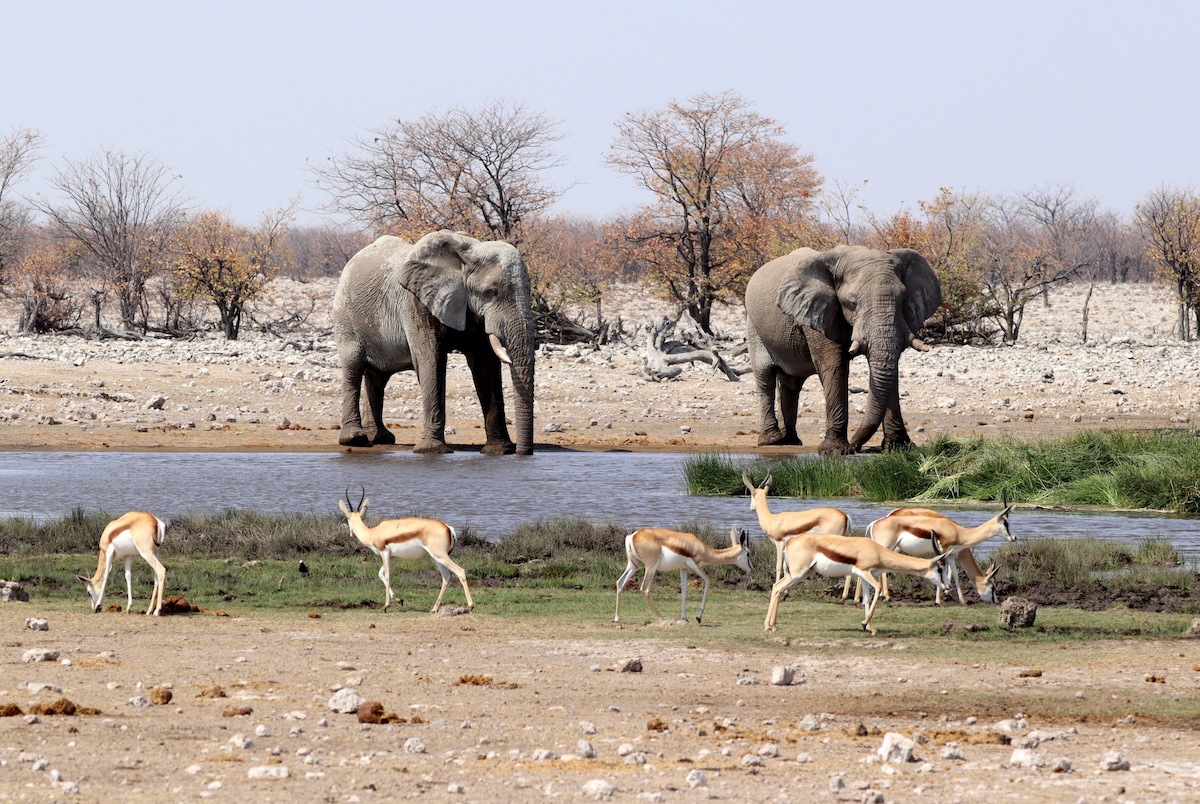 elephant impala watering hole