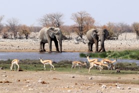 elephant impala watering hole