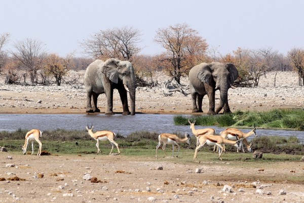 elephant impala watering hole
