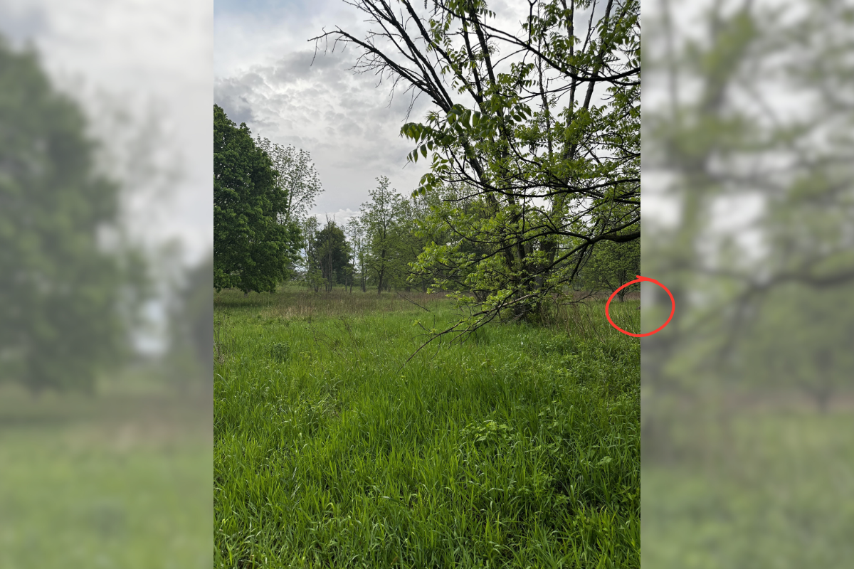 find the deer in the photo answer 1