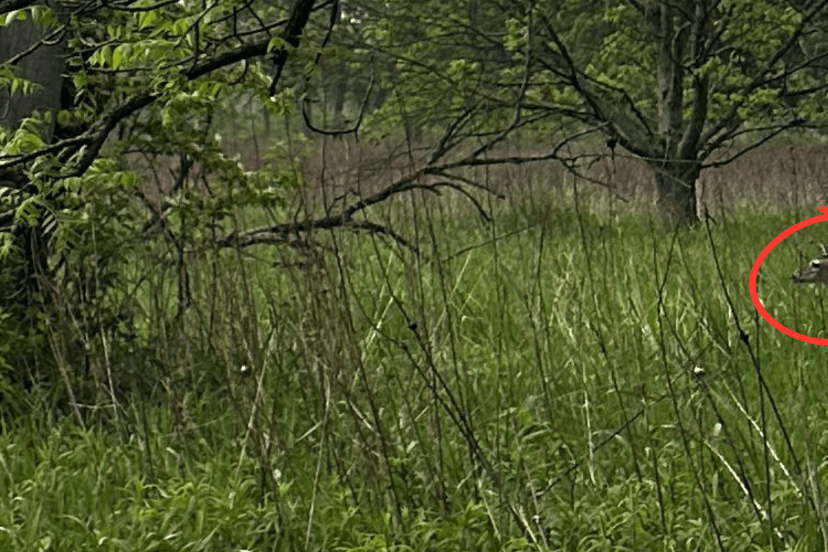 find the deer in the photo answer 2