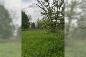 find the deer in the photo