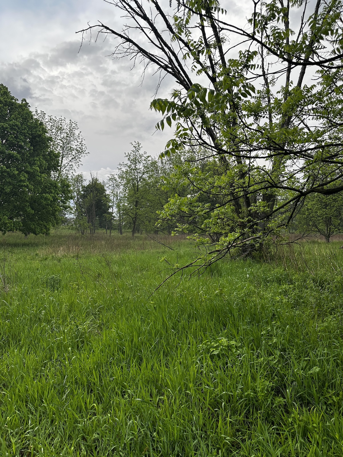 find the deer in this photo