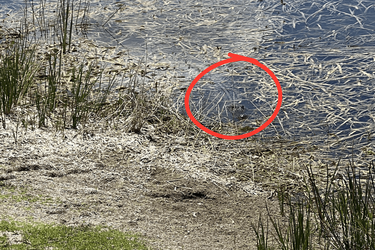 find the gator answer 2