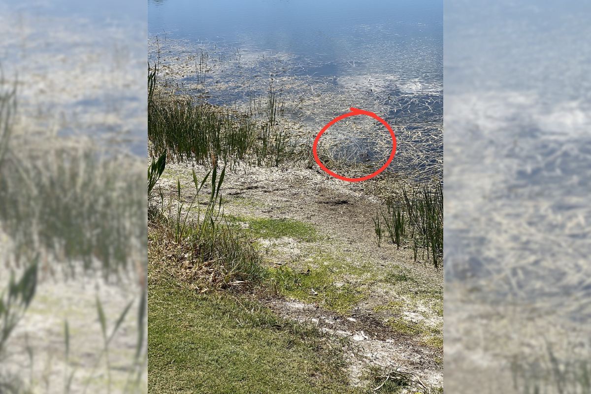 find the gator answer