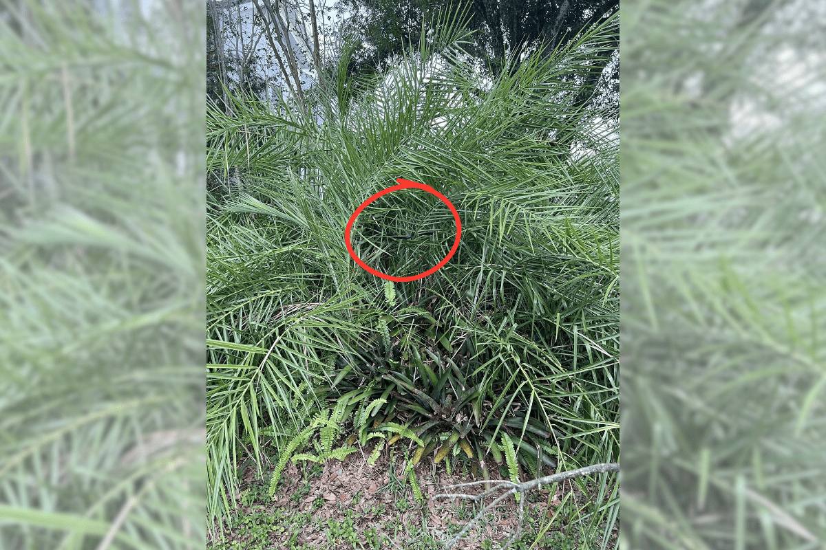 find the snake in the bush answer 1
