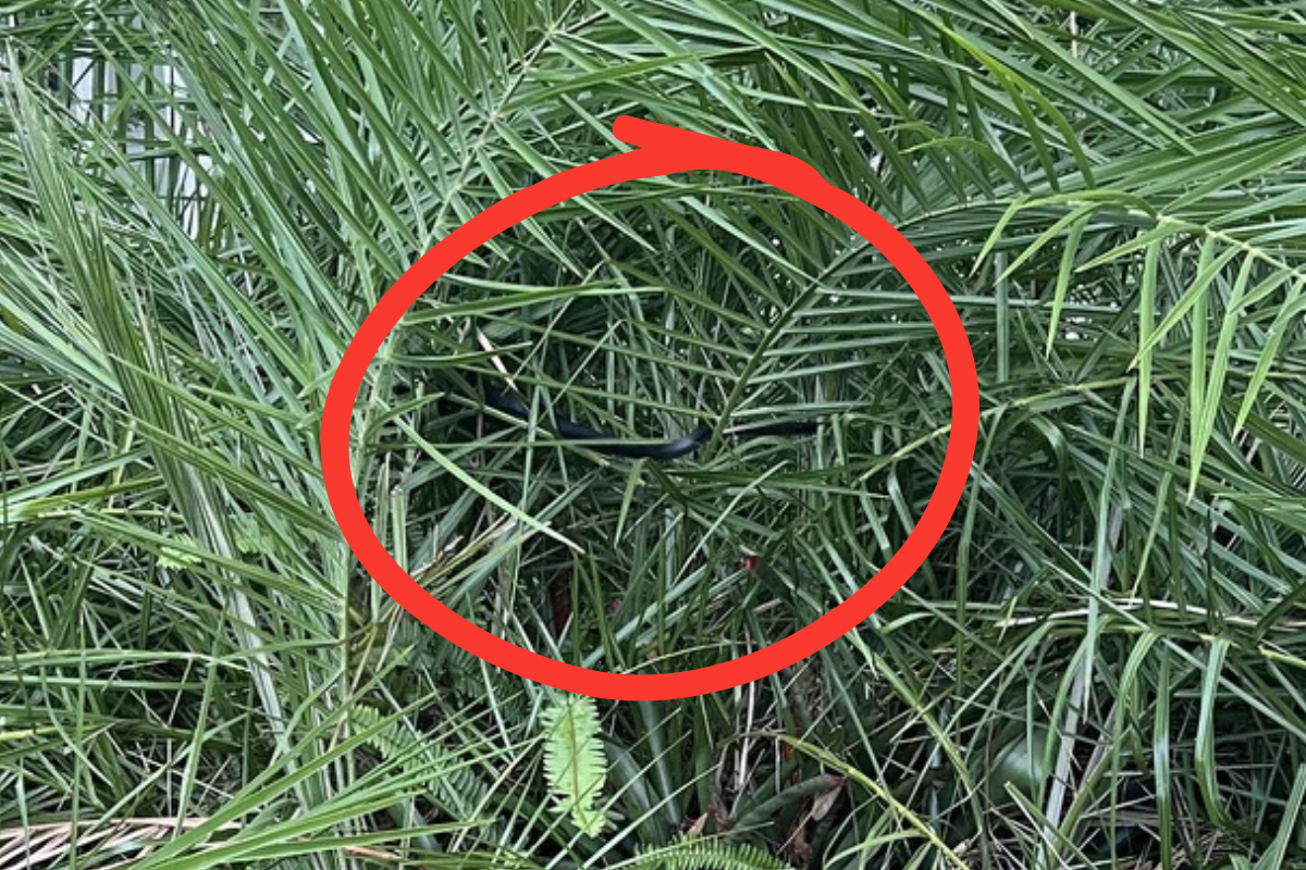 find the snake in the bush answer 2