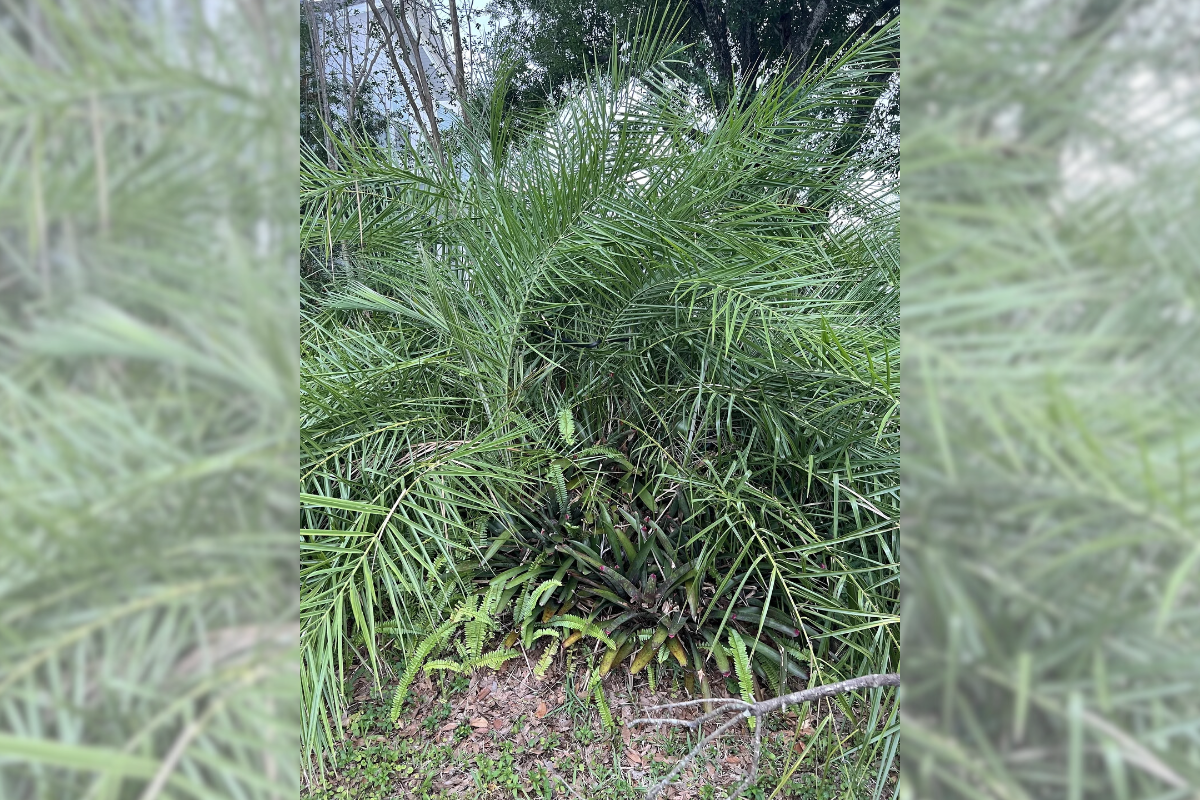 find the snake in the bush