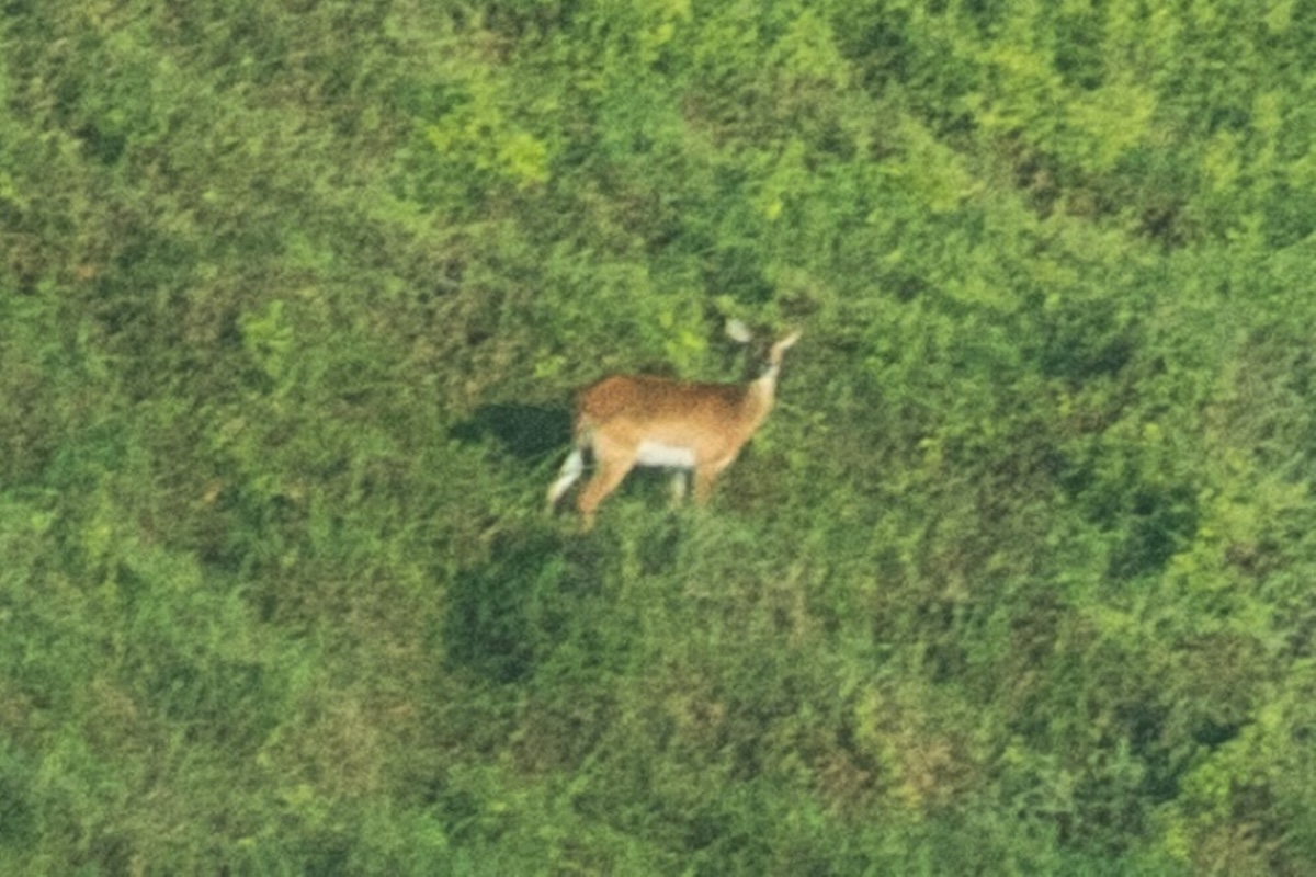 first photo of upemba lechwe