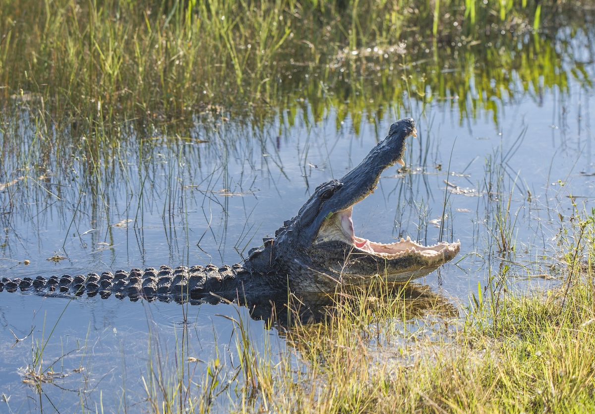 florida deputy wrangles alligator
