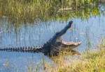 florida deputy wrangles alligator