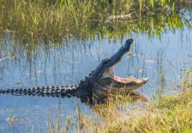 florida deputy wrangles alligator