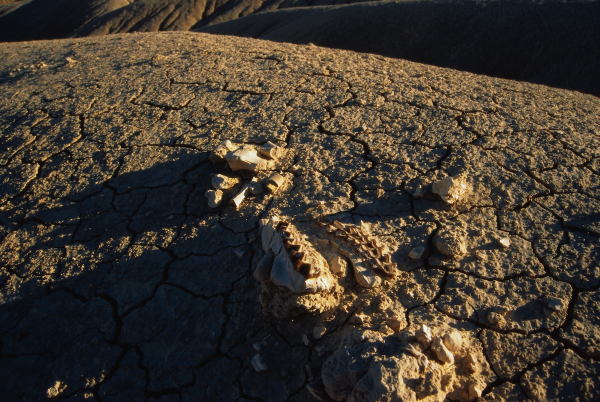 Fossil from rock Badlands National Park