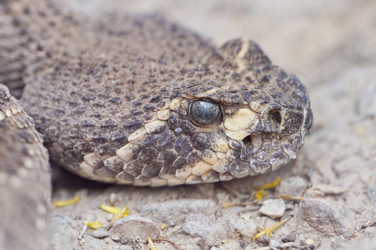 funky rattlesnake arizona