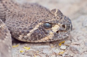 funky rattlesnake arizona
