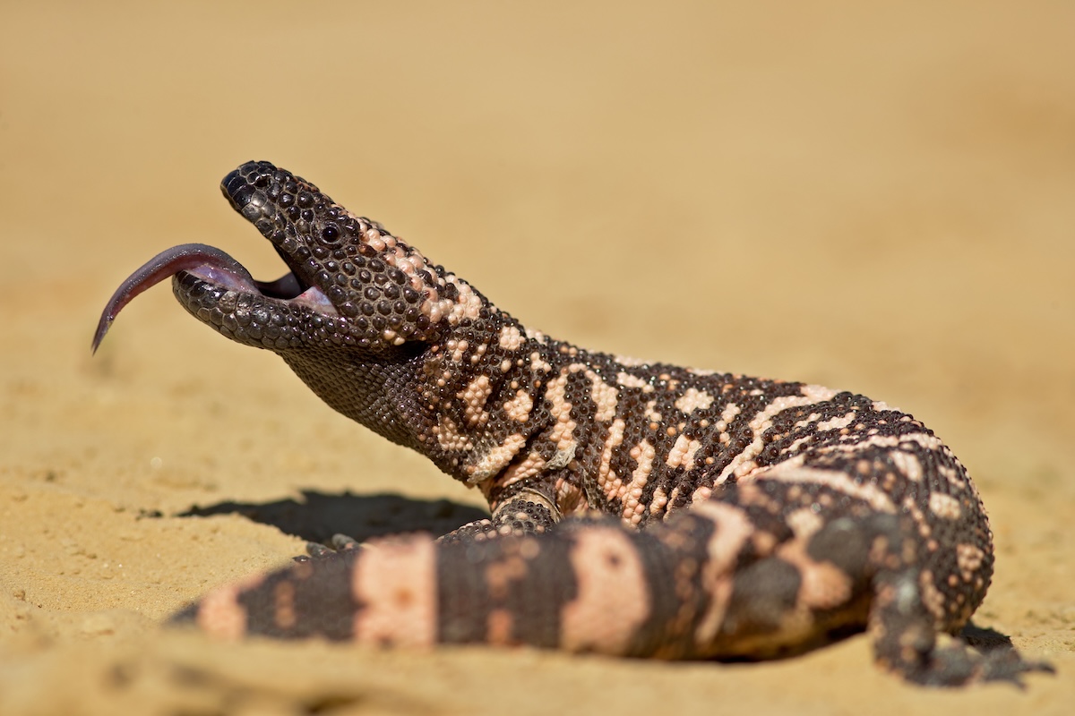 Gila Monster rattlesnake