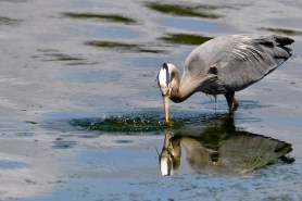 Great blue heron prey