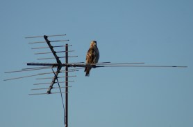 Cooper's hawk crosswalk