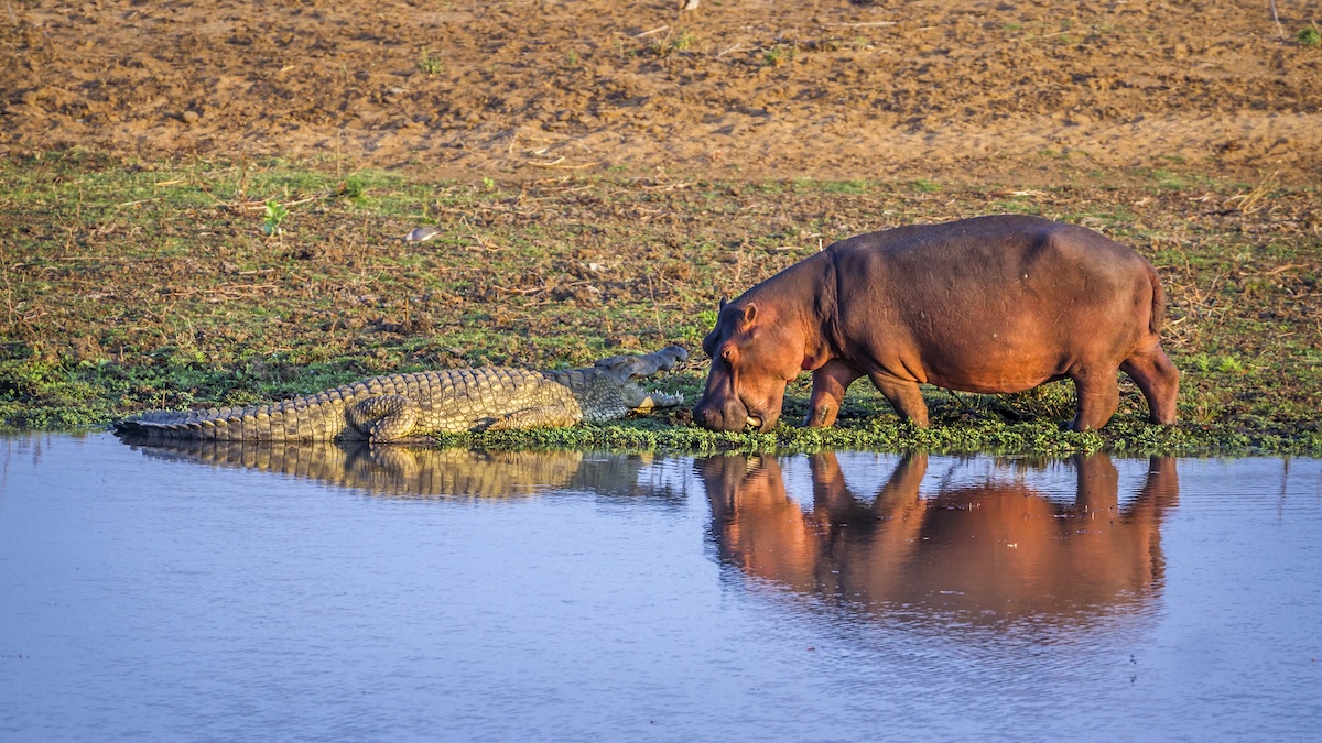 hippo croc botswana