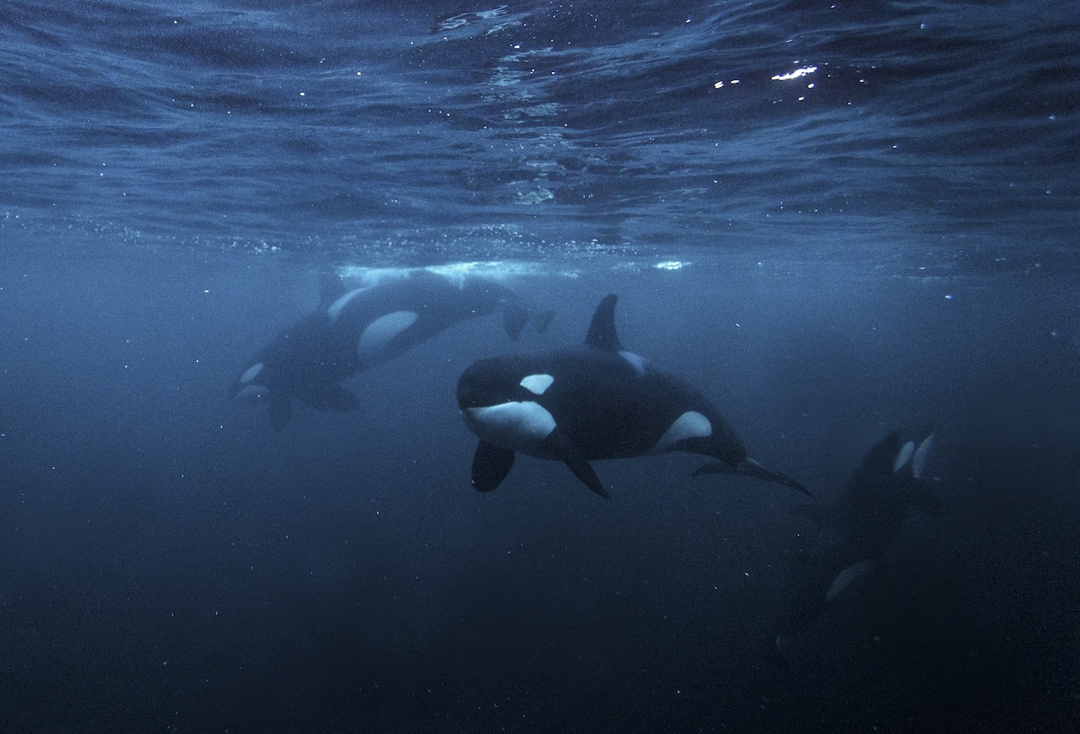 killer whales free diver