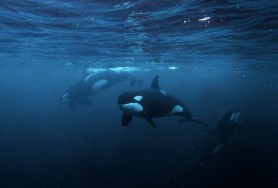 killer whales free diver