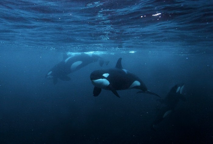 killer whales free diver