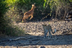 leopard snatches impala mid-air