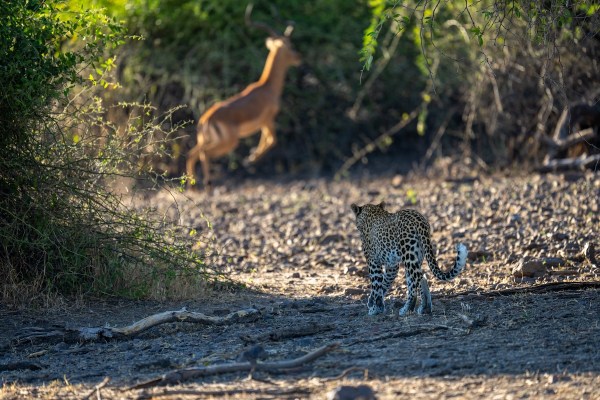 leopard snatches impala mid-air