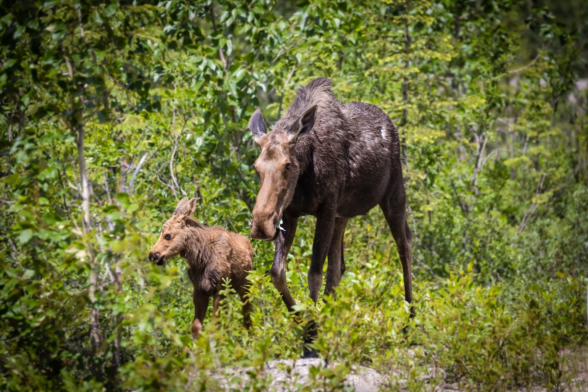 moose attack colorado
