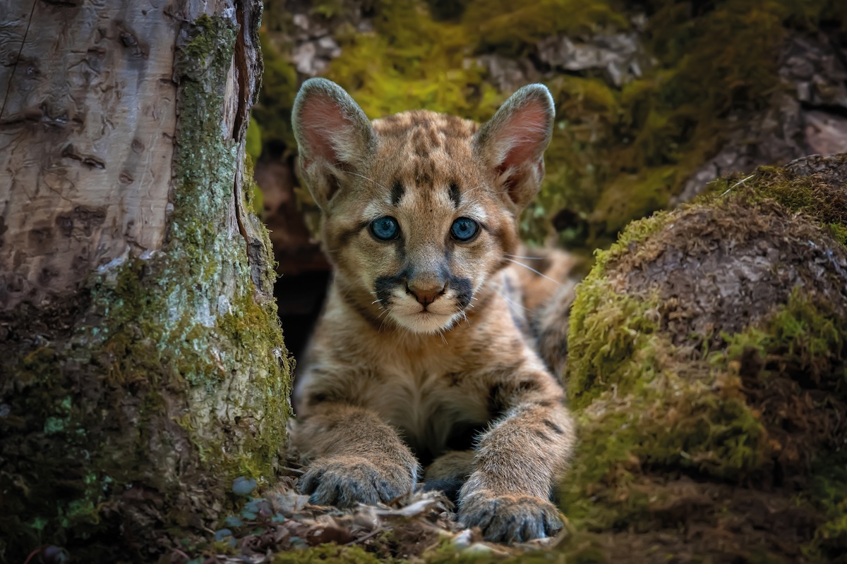 baby mountain lion noise