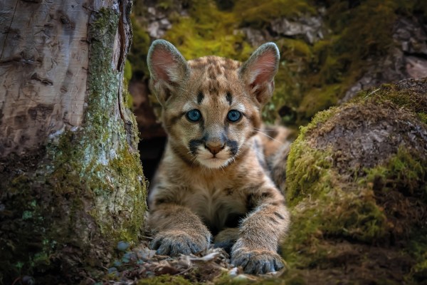 baby mountain lion noise